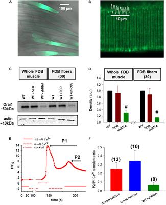 The Role of Orai1 in Regulating Sarcoplasmic Calcium Release, Mitochondrial Morphology and Function in Myostatin Deficient Skeletal Muscle